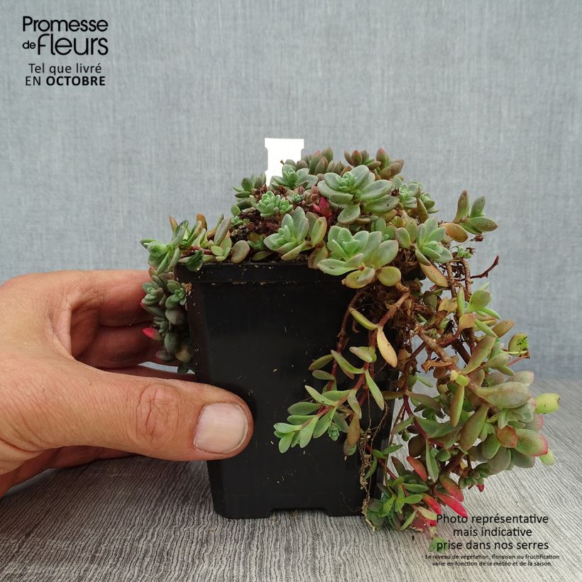 Spécimen de Sedum cauticola Lidakense - Orpin Godet de 9cm tel que livré en automne