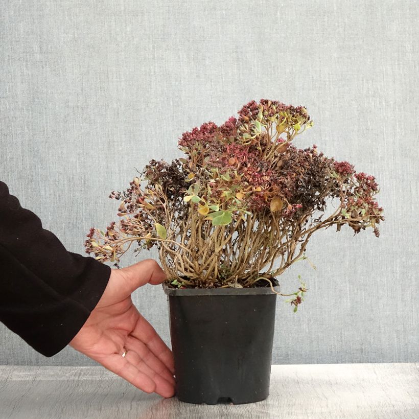 Spécimen de Sedum cauticola Lidakense - Orpin Pot de 1.5L/2L tel que livré en automne