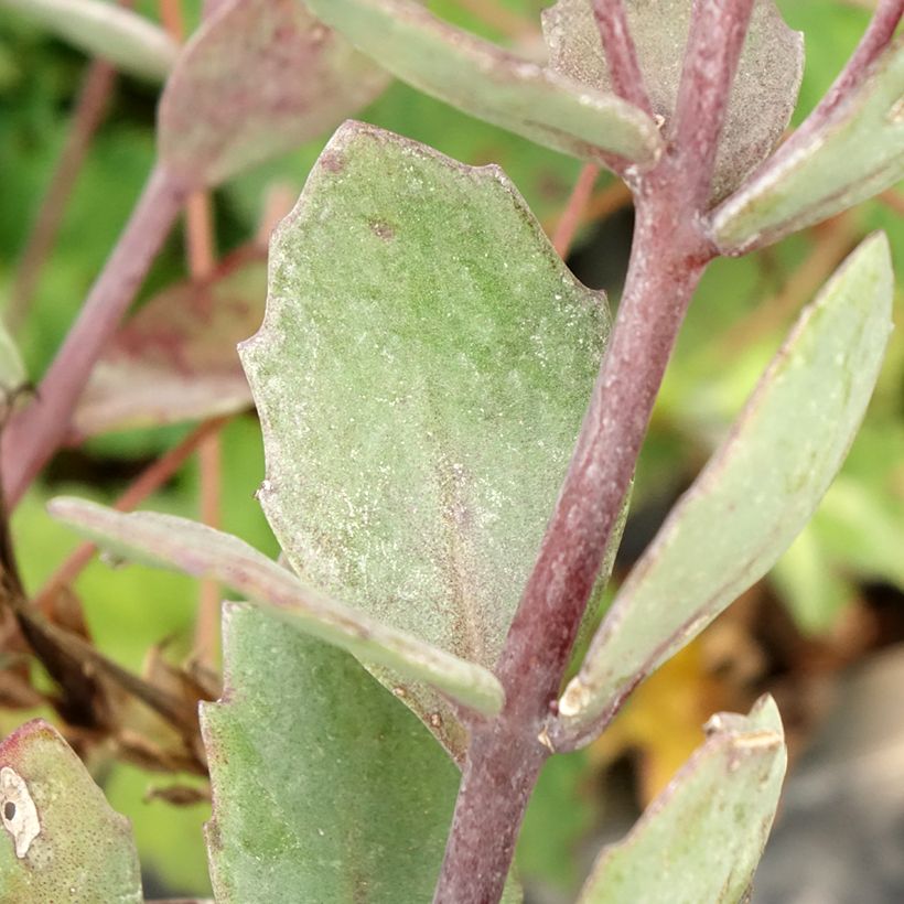 Sedum cauticola Robustum - Orpin (Feuillage)