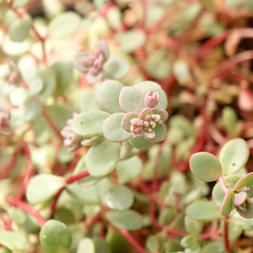 Sedum cyaneum Rosenteppich (Rose carpet) - Orpin de Sakhaline  (Feuillage)