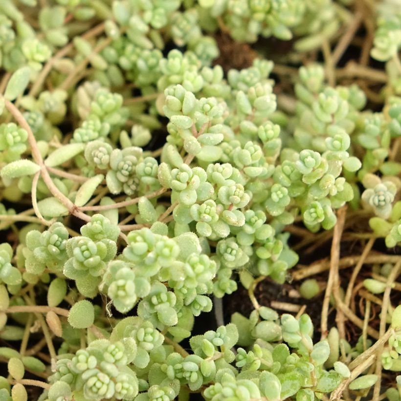 Sedum dasyphyllum - Orpin à feuilles épaisses (Feuillage)