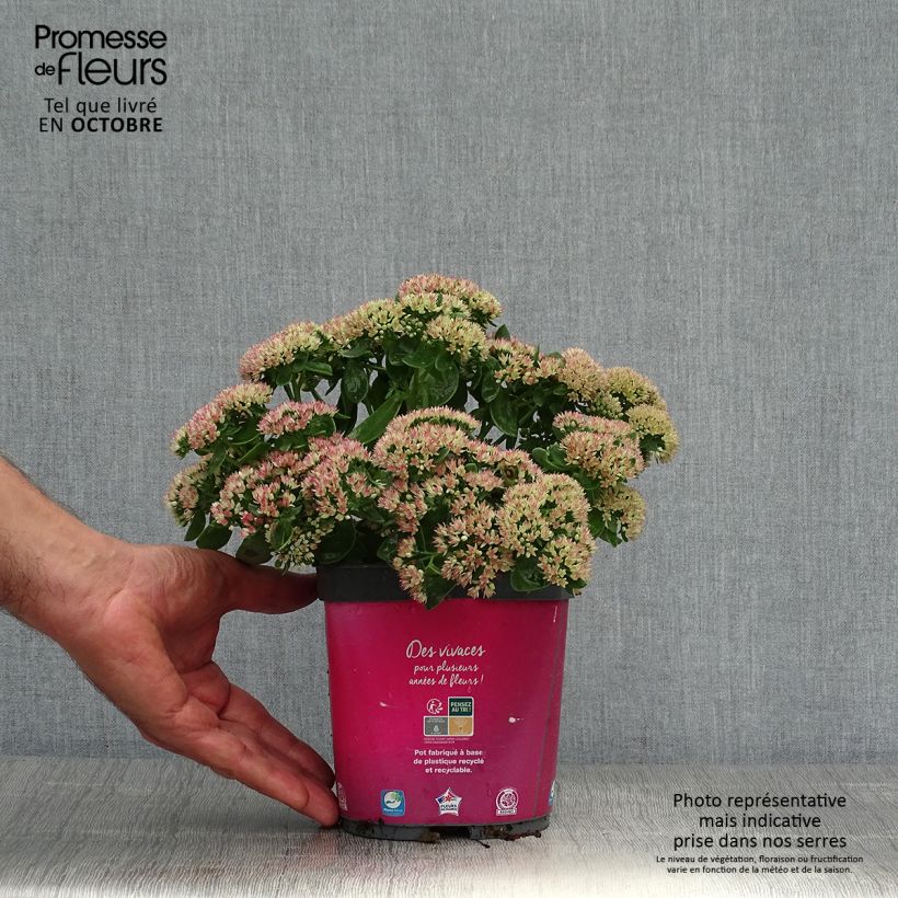 Spécimen de Sedum Herbstfreude ou Autumn Joy en pot de 2L/3L tel que livré en automne