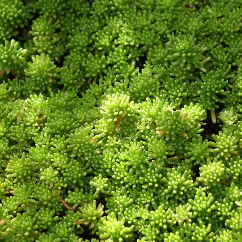 Sedum lydium Glaucum (Sedum hispanicum) - Orpin (Feuillage)