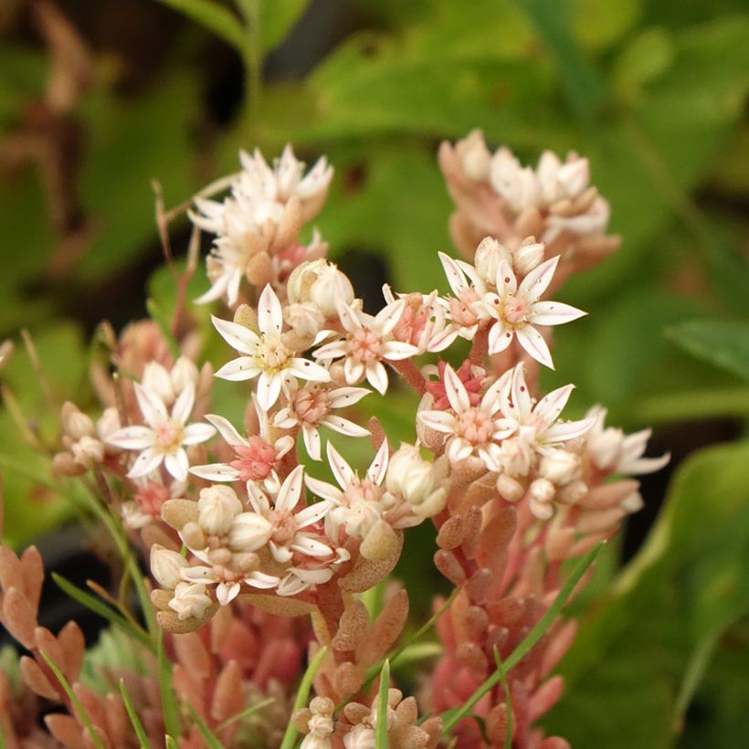 Sedum lydium Glaucum (Sedum hispanicum) - Orpin (Floraison)