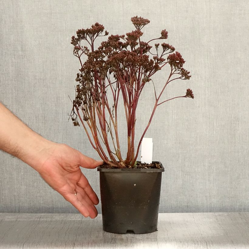 Spécimen de Sedum Purple Emperor - Orpin Pot de 1.5L/2L tel que livré en automne