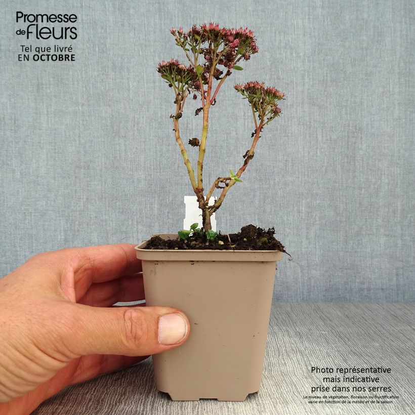 Spécimen de Sedum spectabile Septemberglut - Orpin d'automne Godet de 9cm tel que livré en automne