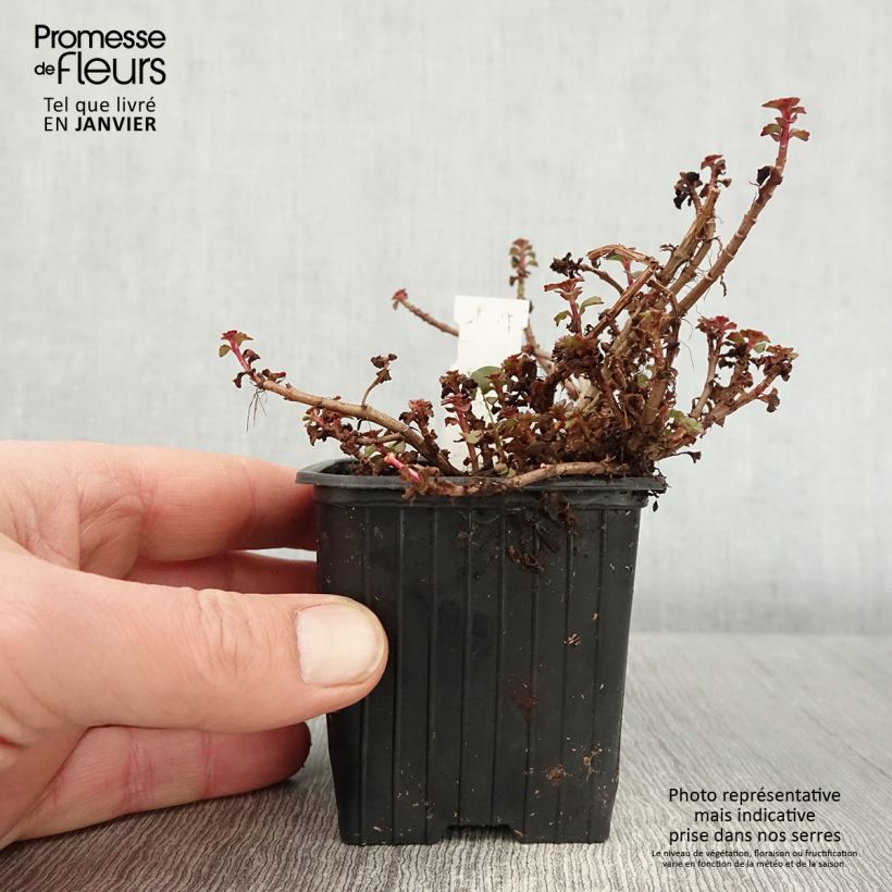 Spécimen de Sedum spurium Fuldaglut - Orpin Godet de 8/9 cm tel que livré en hiver