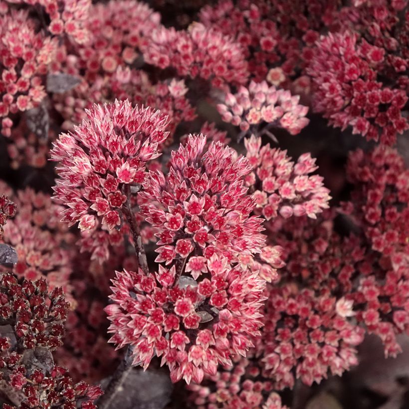 Sedum telephium Bon Bon - Orpin (Floraison)