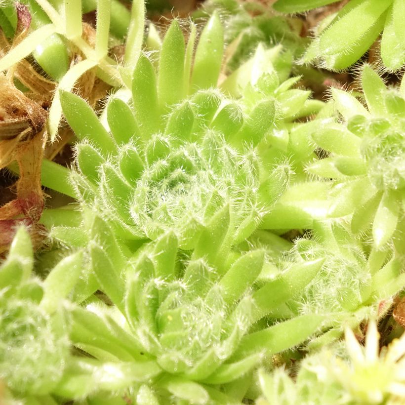 Sempervivum ciliosum var. borisii - Joubarbe ciliée (Feuillage)