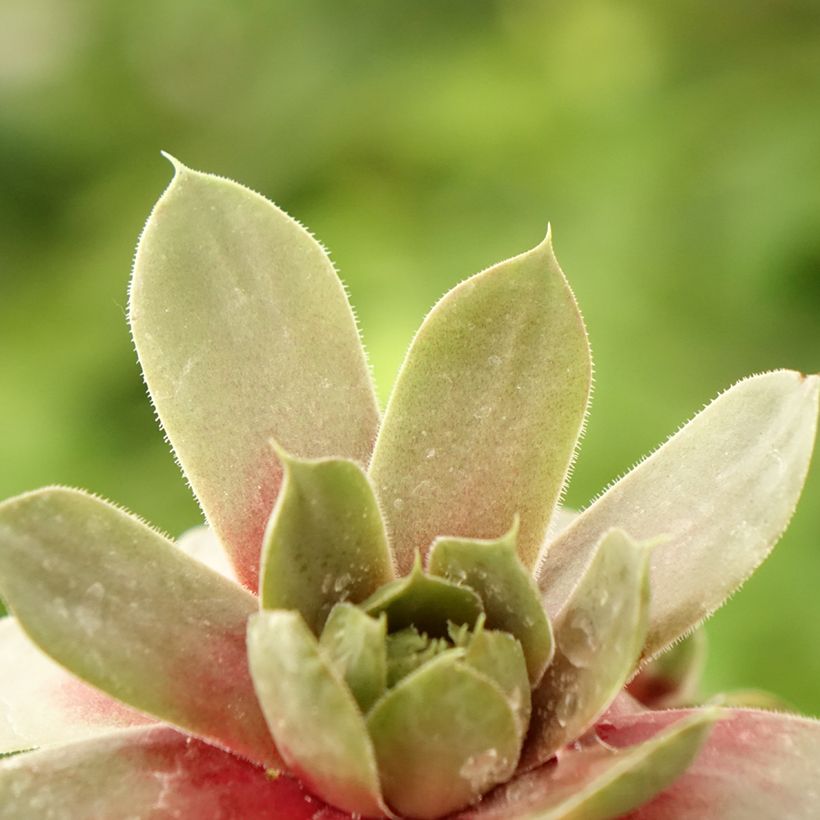 Sempervivum Commander Hay - Joubarbe hybride rouge et verte (Feuillage)