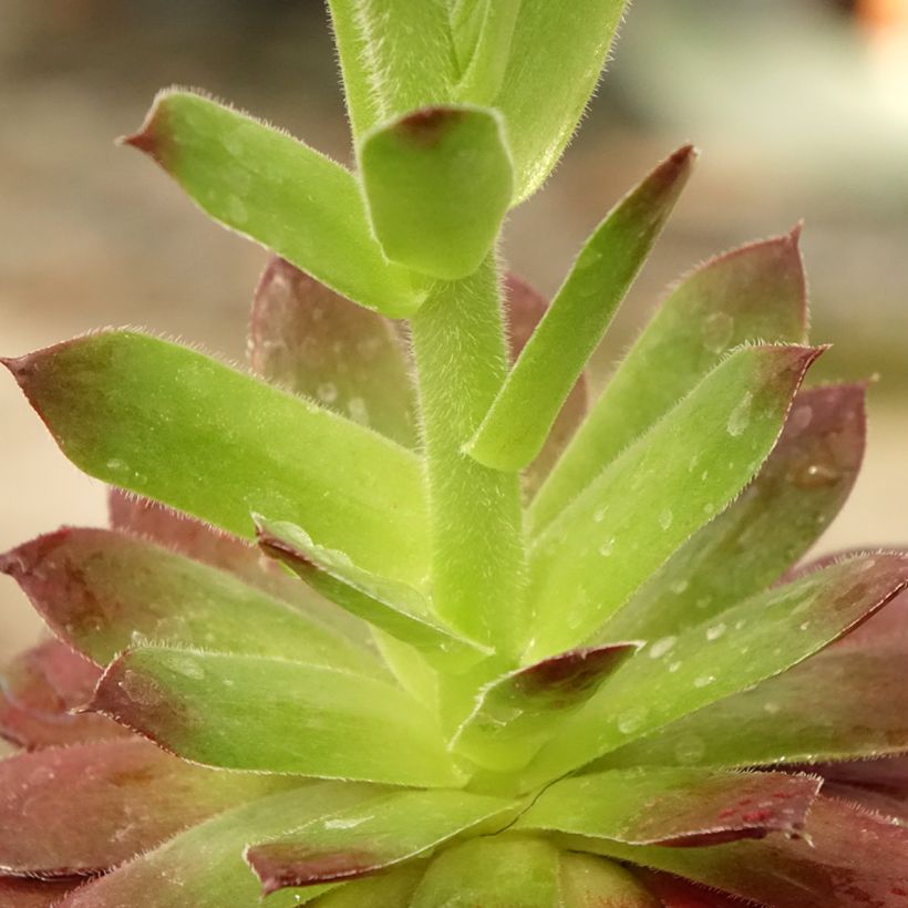 Sempervivum Granat - Joubarbe hybride poupre et vert amande (Feuillage)