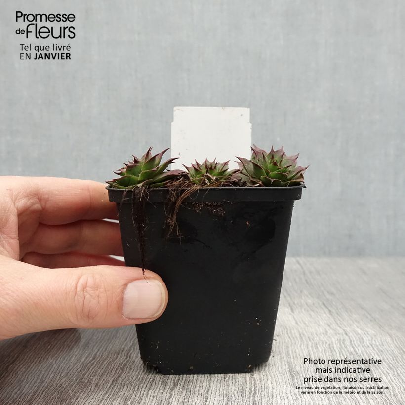 Spécimen de Sempervivum Rauher Kulm - Joubarbe hybride - Godet de 8/9 cm tel que livré en hiver