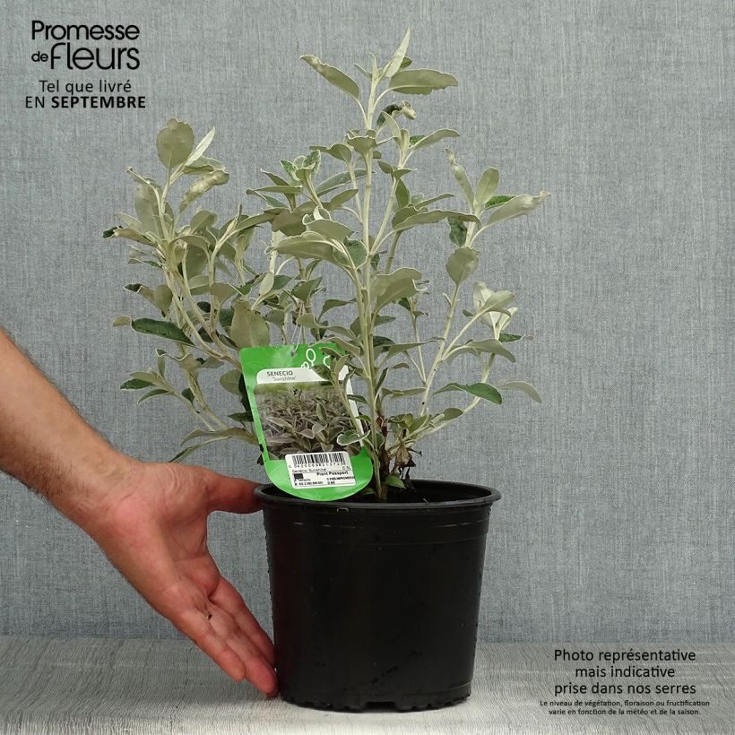 Spécimen de Senecio greyi Sunshine - Seneçon en arbre Pot de 2L/3L tel que livré en automne