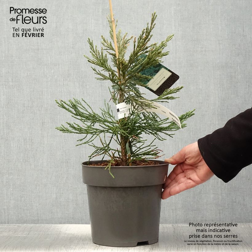 Spécimen de Séquoia géant - Sequoiadendron giganteum Glaucum Pot de 5L tel que livré en hiver