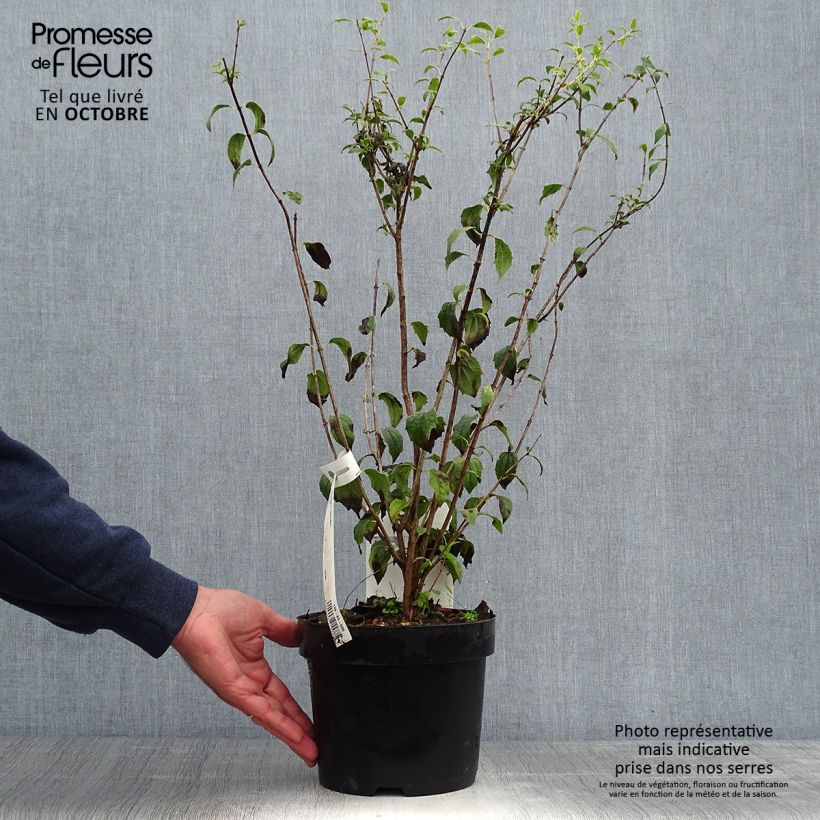 Spécimen de Seringat - Philadelphus Frosty Morn Pot de 3L/4L tel que livré en automne