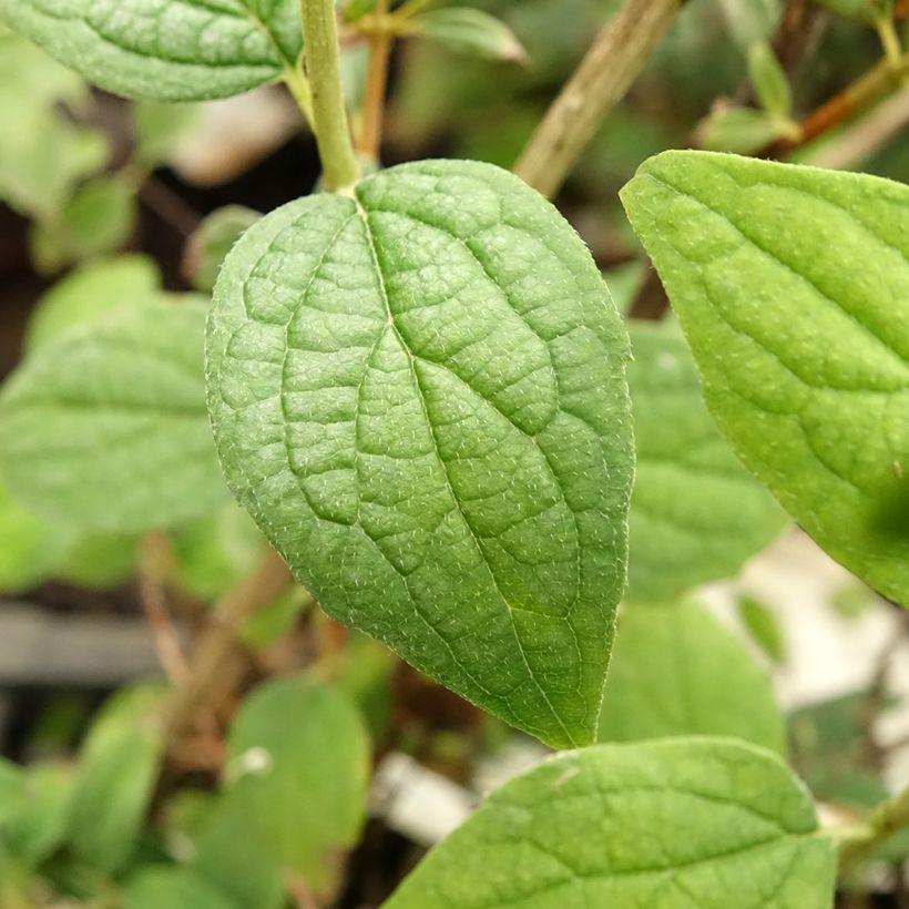 Seringat - Philadelphus Snowbelle (Feuillage)