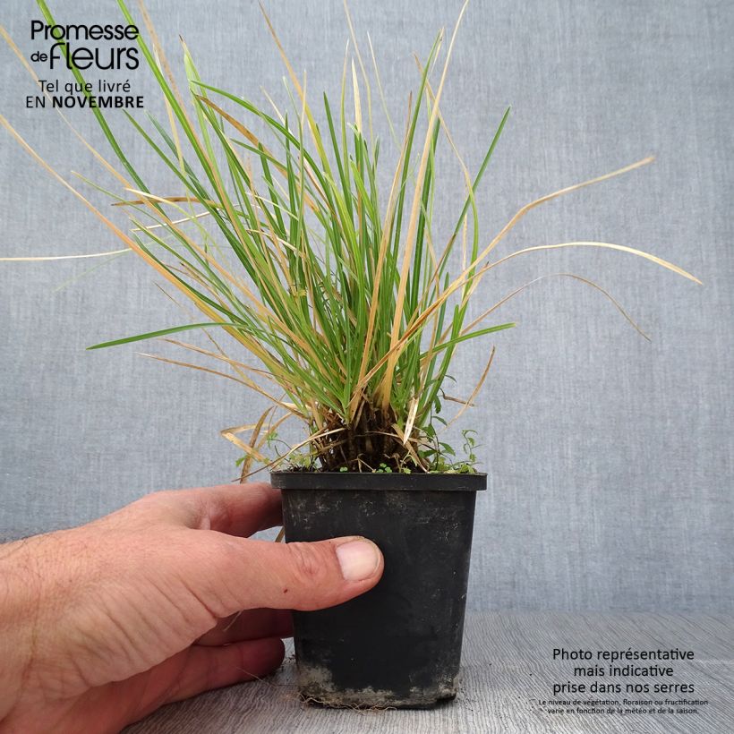 Spécimen de Sesleria argentea - Seslérie argentée Godet de 9cm tel que livré en automne