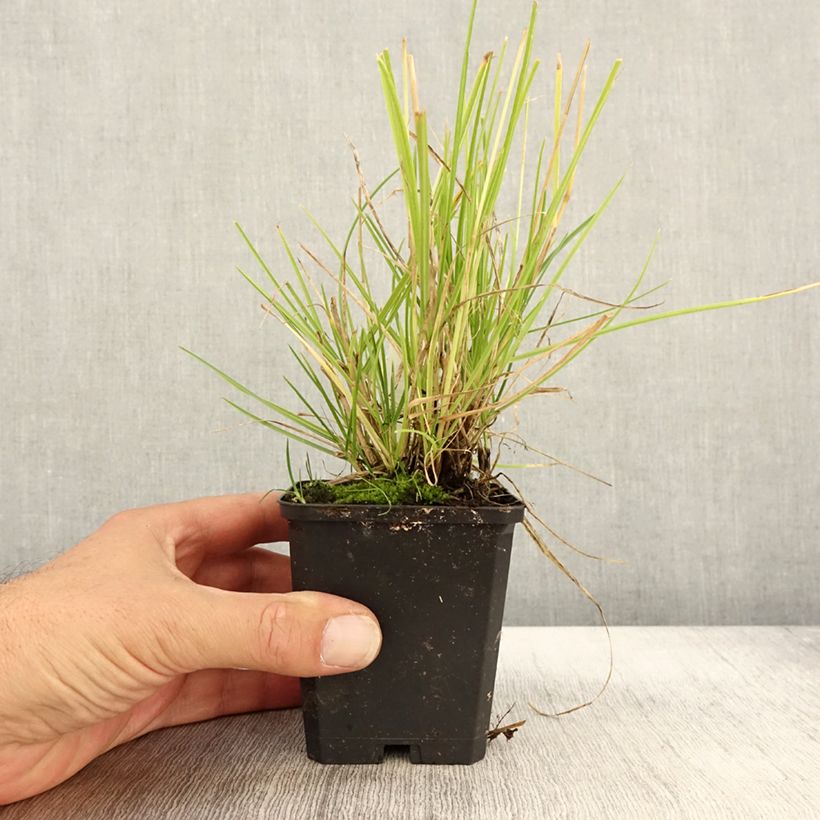 Spécimen de Sesleria autumnalis - Seslérie d'automne Godet de 9cm tel que livré en automne