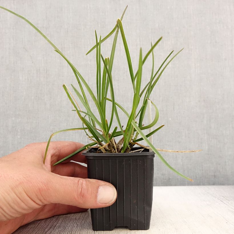 Spécimen de Sesleria sadleriana - Seslérie - Godet de 8/9 cm tel que livré au printemps