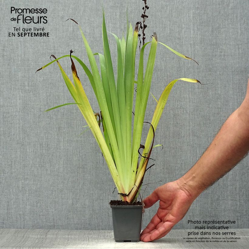 Spécimen de Sisyrinchium striatum Aunt May - Bermudienne  panachée Godet de 8/9 cm tel que livré en automne