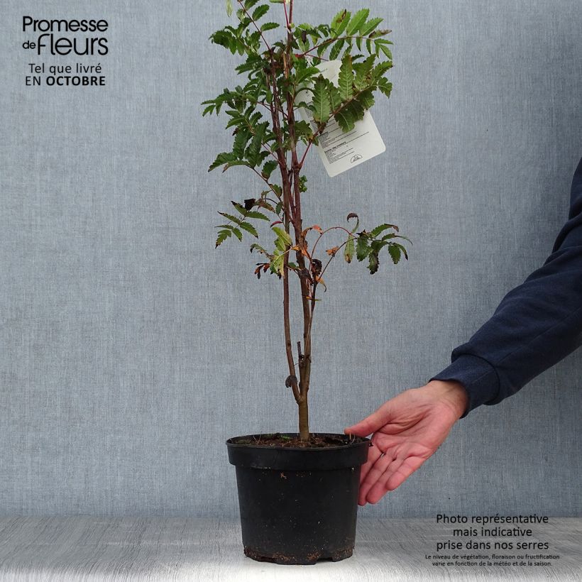 Spécimen de Sorbus aucuparia - Sorbier des oiseleurs en pot de 2L Pot de 2L/3L tel que livré en automne