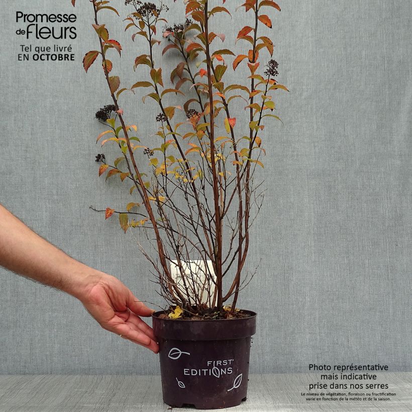 Spécimen de Spiraea bumalda Superstar - Spirée japonaise Pot de 3L/4L tel que livré en automne