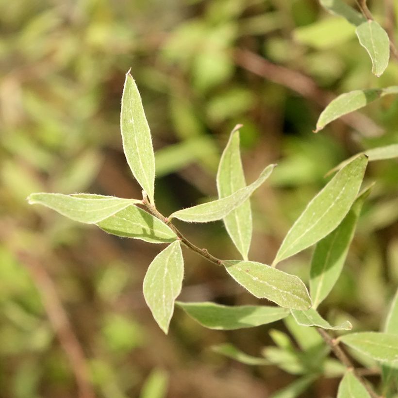 Spiraea cinerea Graciosa-Spirée dentelée (Feuillage)