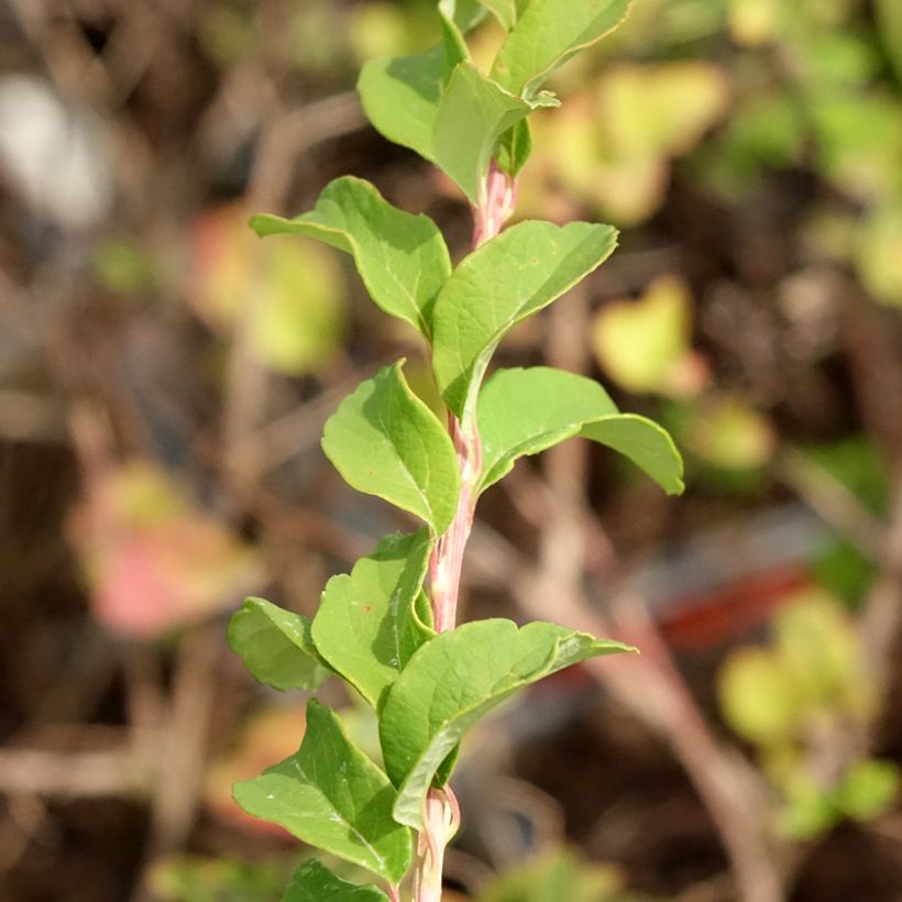 Spiraea nipponica June Bride - Spirée japonaise (Feuillage)