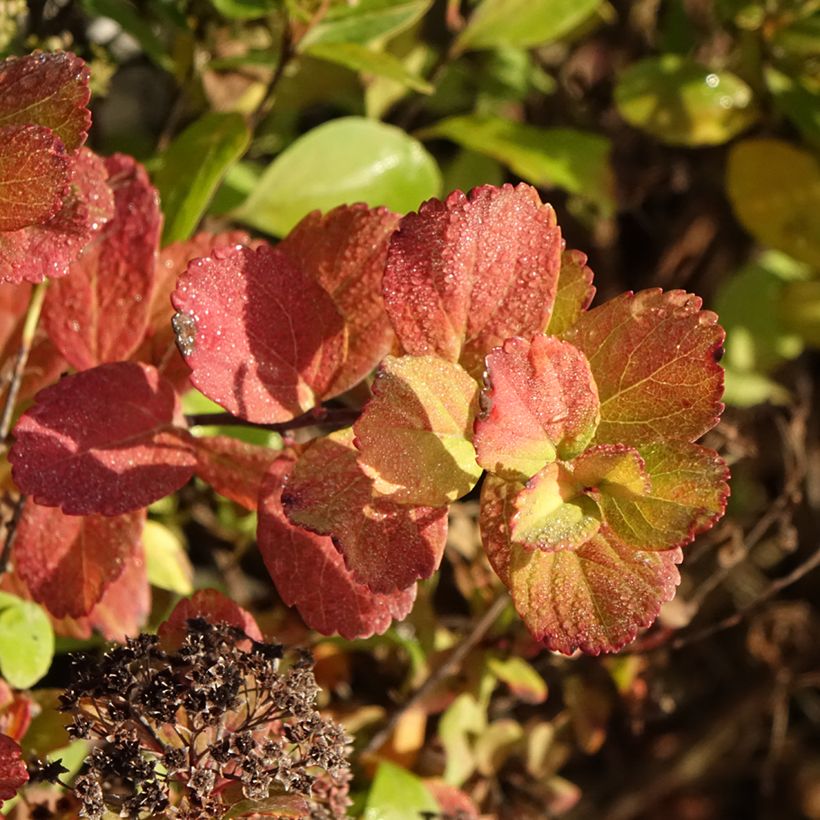 Spirée à feuilles de bouleau Tor Gold - Spiraea betulifolia (Feuillage)