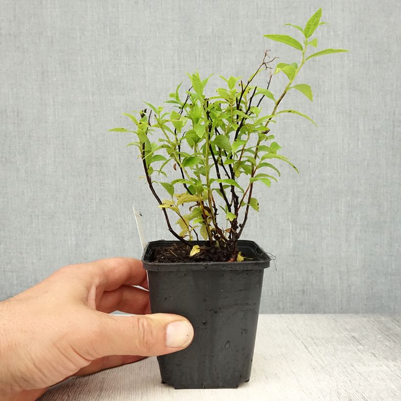 Spécimen de Spirée japonaise Albiflora - Spiraea japonica tel que livré au printemps