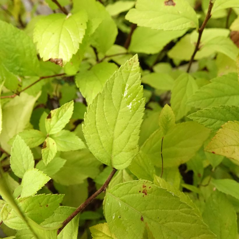 Spirée japonaise Little Princess - Spiraea japonica (Feuillage)