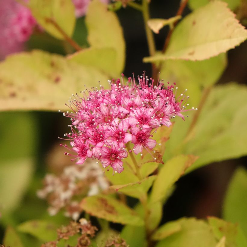 Spirée japonaise Little Princess - Spiraea japonica (Floraison)