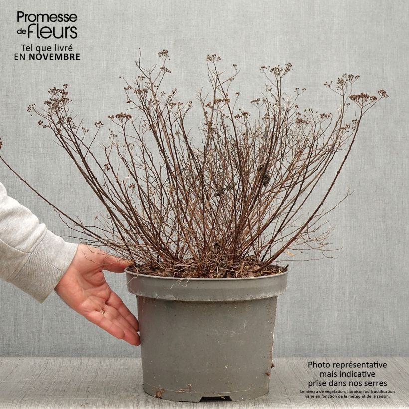 Spécimen de Spirée japonaise Little Princess - Spiraea japonica en pot de 4L/5L tel que livré en automne