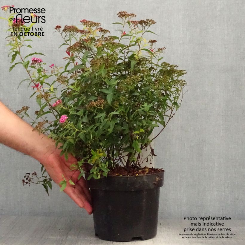 Spécimen de Spirée japonaise - Spiraea japonica Dart's Red en pot de 4L/5L tel que livré en automne