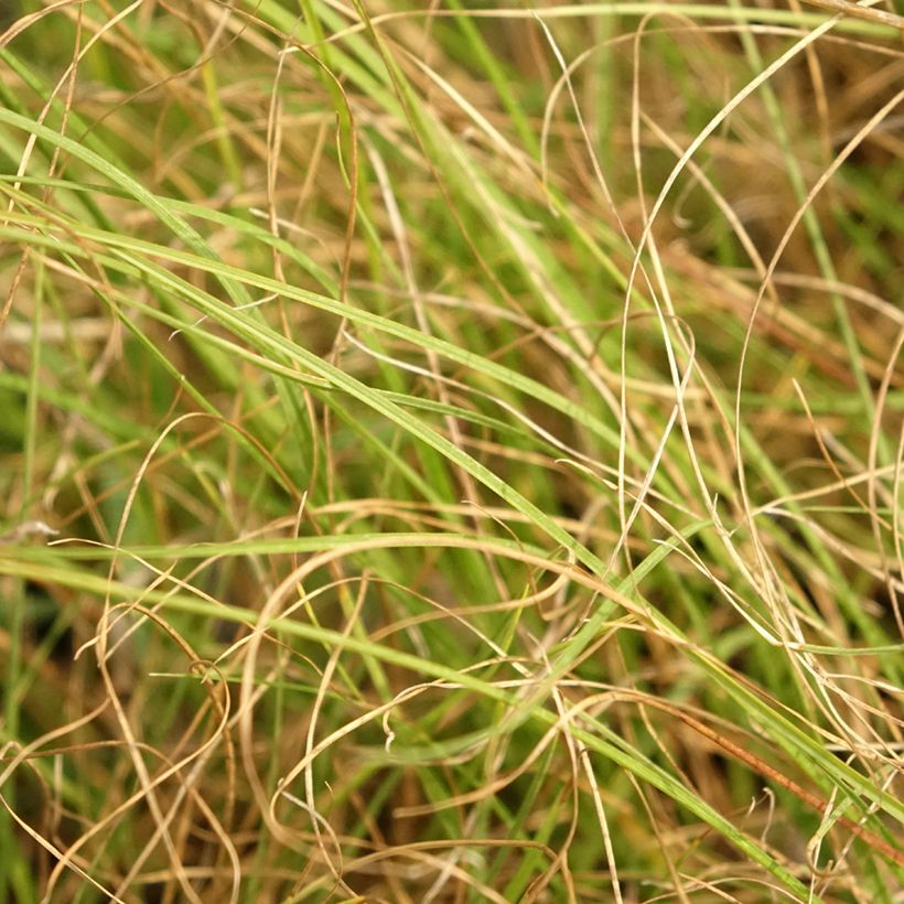 Sporobolus heterolepis Cloud - Graminée Sporobole à glumes inégales (Feuillage)