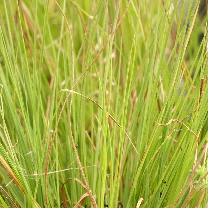 Sporobolus heterolepsis Wisconsin Strain - Sporobole à glumes inégales (Feuillage)