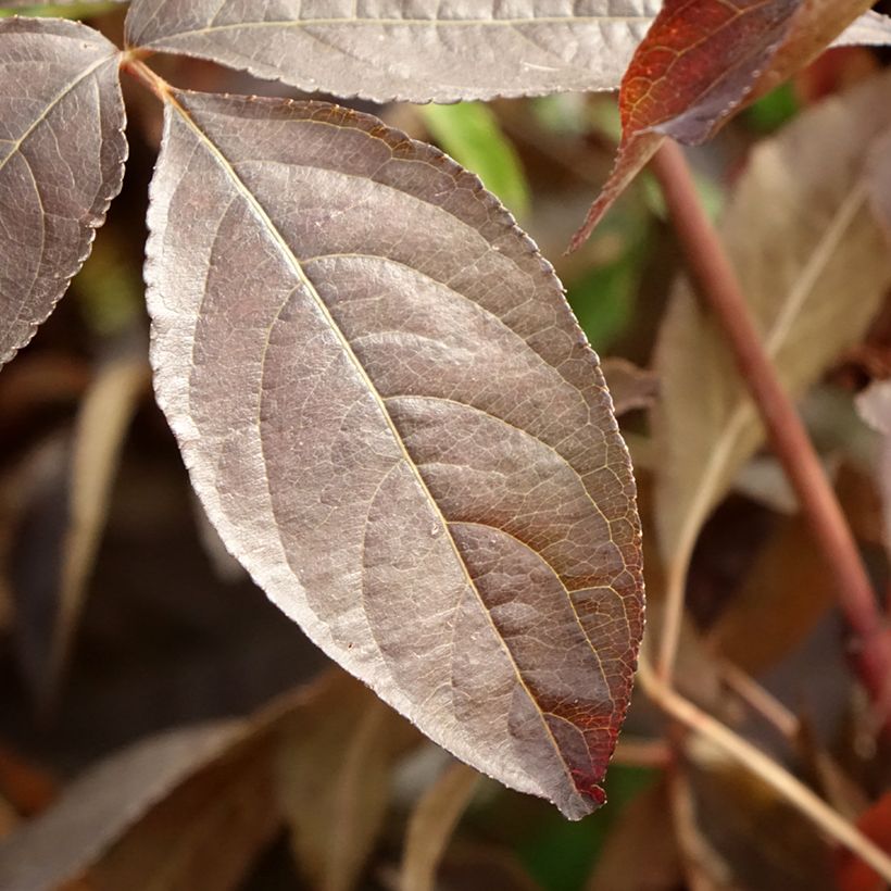 Staphylea colchica Black Beauty - Faux pistachier (Feuillage)