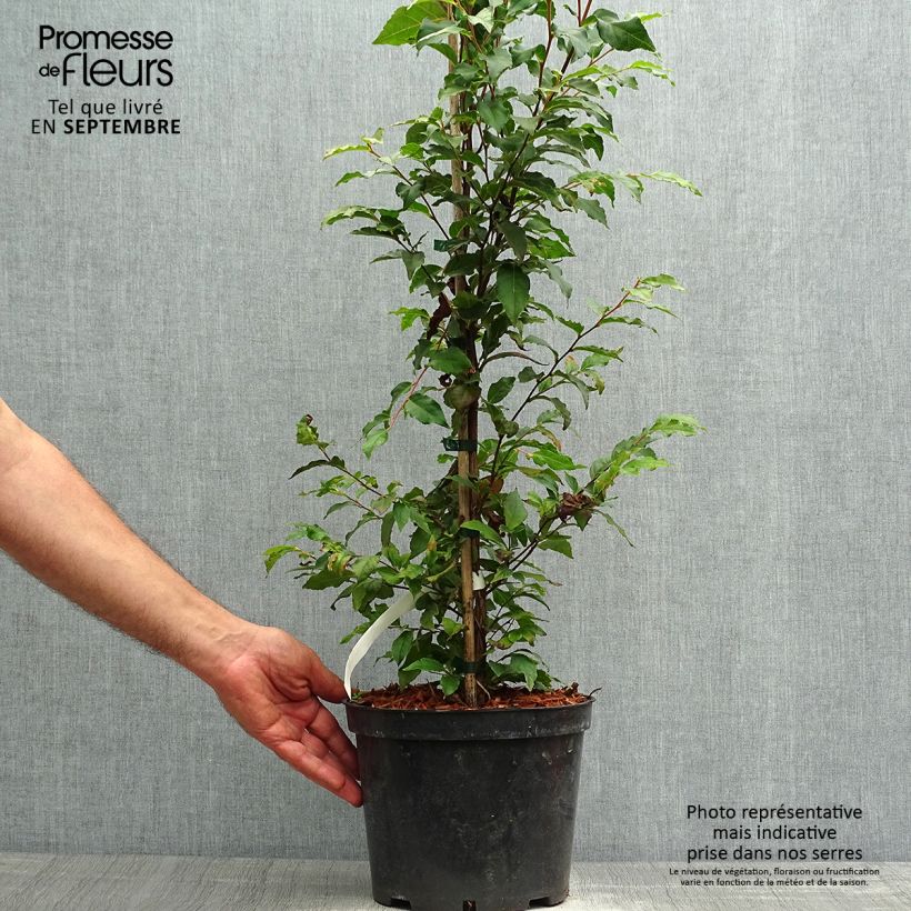 Spécimen de Stewartia monadelpha  Pot de 4L/5L tel que livré en automne