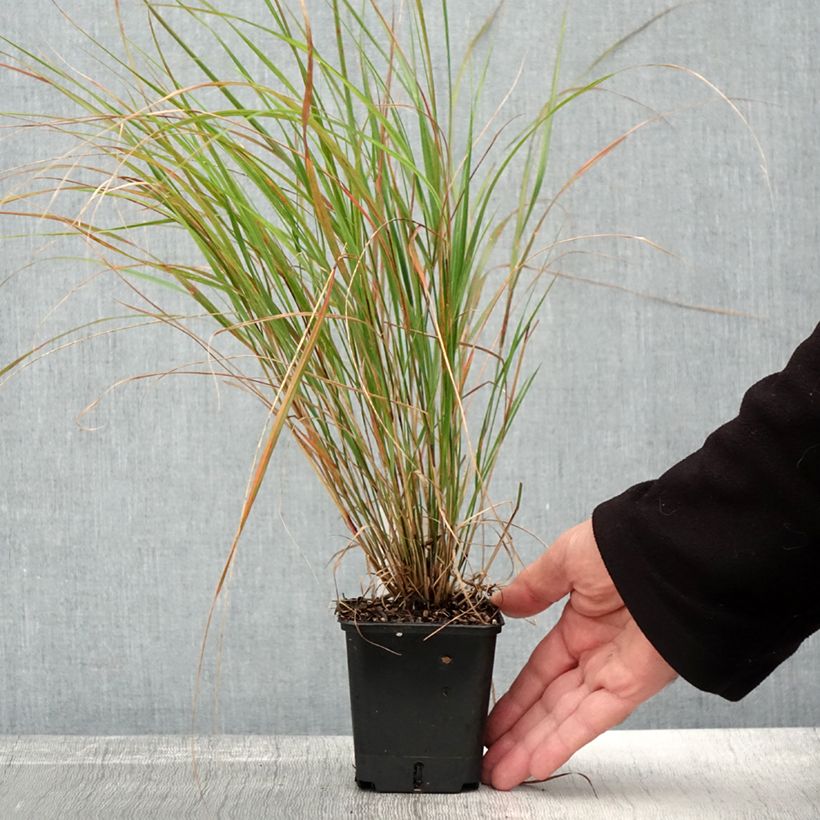 Spécimen de Stipa arundinacea Sirocco - Anemanthele lessoniana Godet de 8/9cm tel que livré en automne