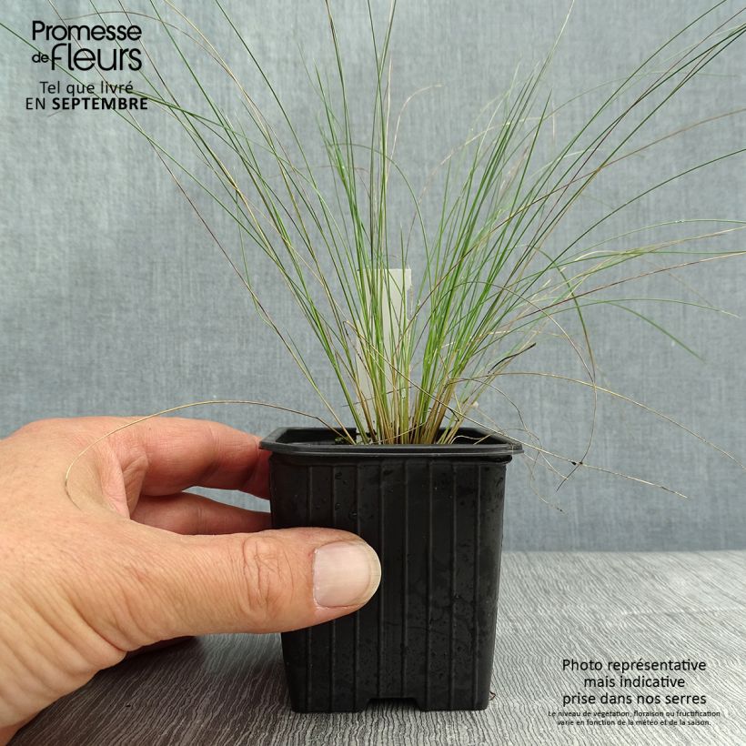 Spécimen de Stipa pennata en godet de 8/9cm tel que livré en automne