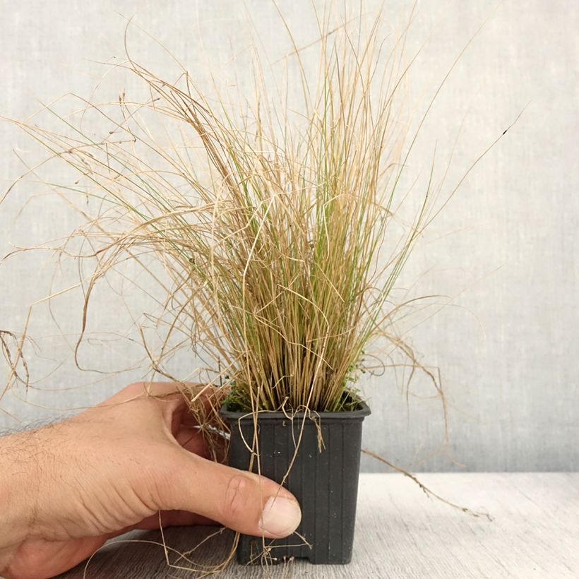 Spécimen de Stipa trichotoma Palomino - Stipe à feuilles dentées Godet de 8/9 cm tel que livré en automne