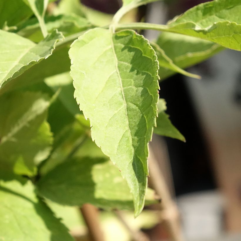 Sureau noir - Sambucus nigra Korsor (Feuillage)