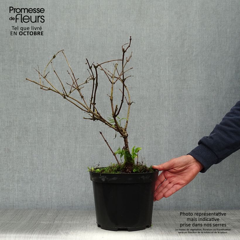 Spécimen de Sureau noir - Sambucus nigra Linearis Pot de 3L/4L tel que livré en automne