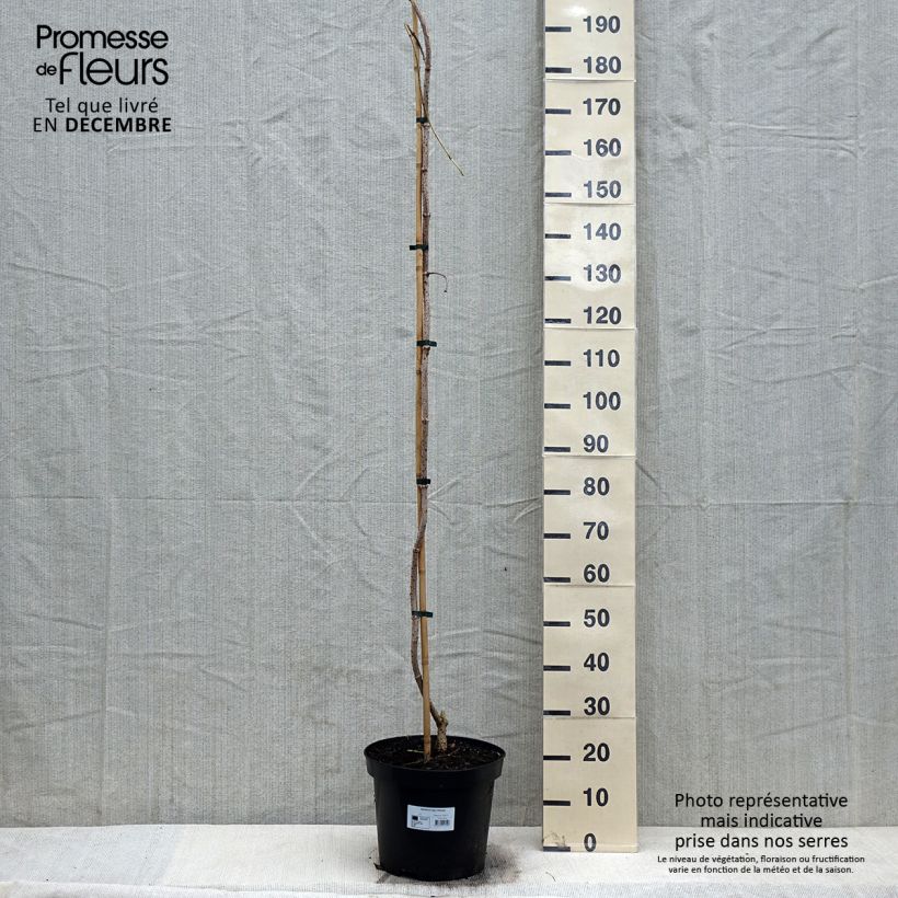 Spécimen de Sureau noir - Sambucus nigra Pendula - Pot de 12L/15L tel que livré en hiver