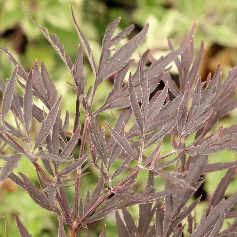 Sureau noir - Sambucus nigra Straight Laced (Feuillage)