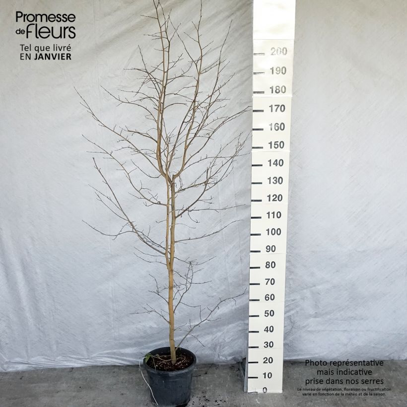 Spécimen de Sycoparrotia semidecidua Autunno Rosso Pot de 12L/15L tel que livré en hiver