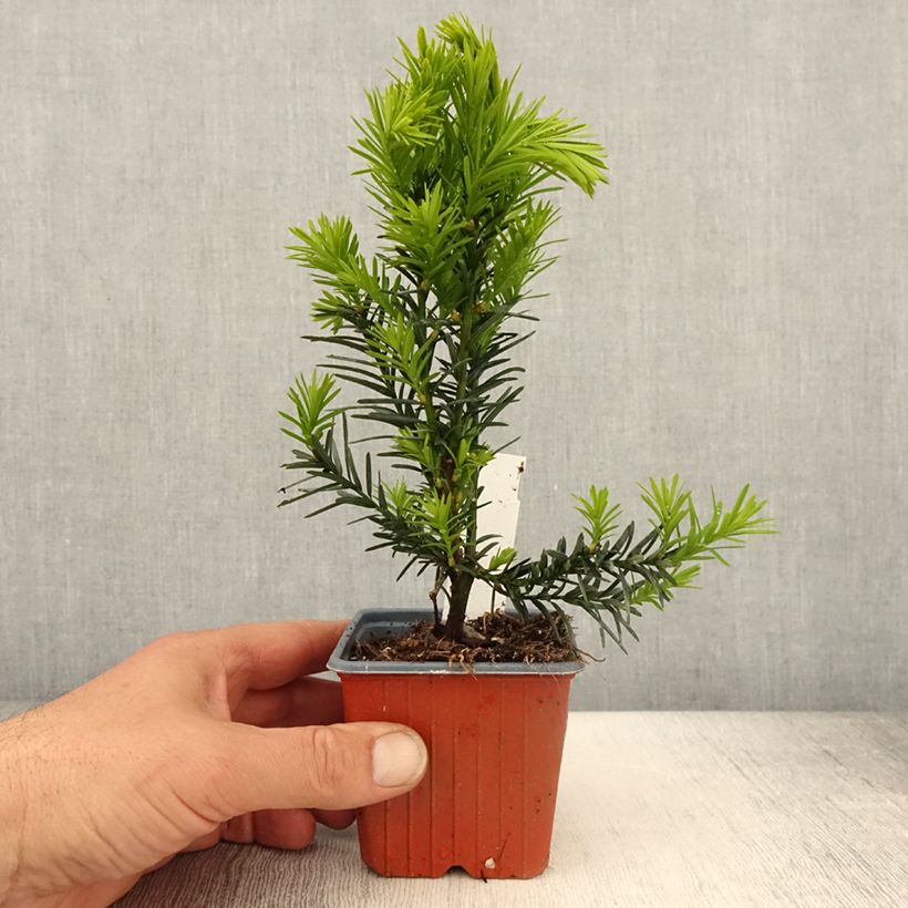 Spécimen de Taxus x media Hicksii - If hybride - Godet de 8/9 cm tel que livré au printemps