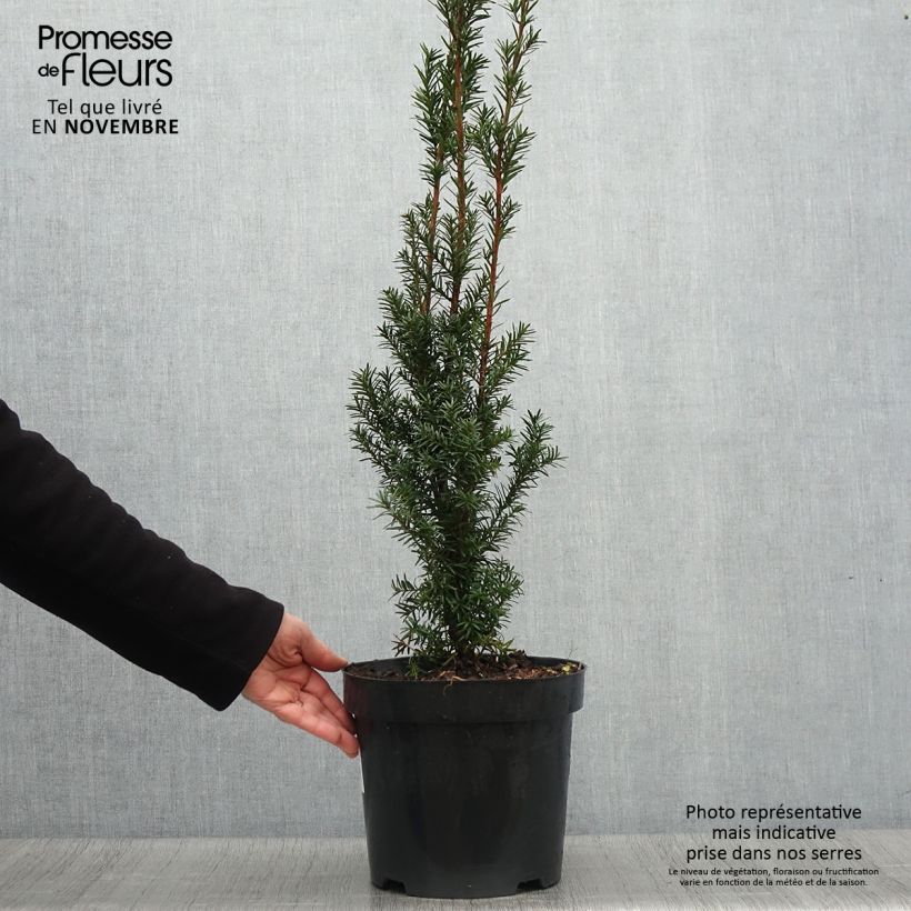 Spécimen de Taxus x media Hicksii - If hybride Pot de 7,5L/10L tel que livré en automne