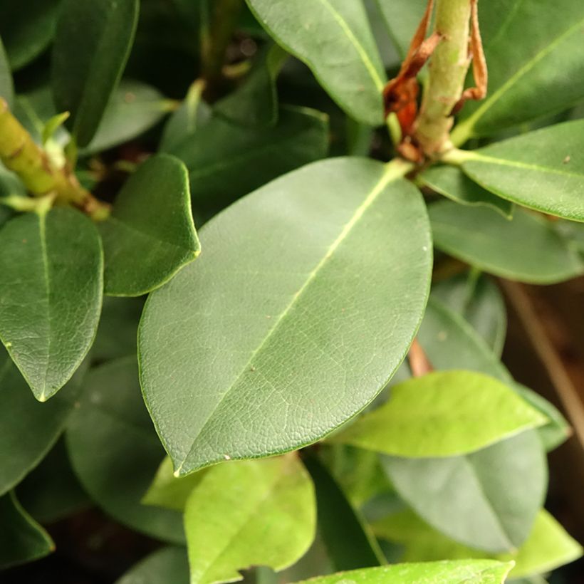 Telopea speciosissima - Waratah (Feuillage)