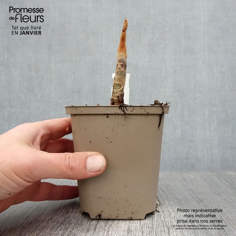 Spécimen de Tetrapanax papyrifera Rex en pot de 11cm tel que livré en hiver